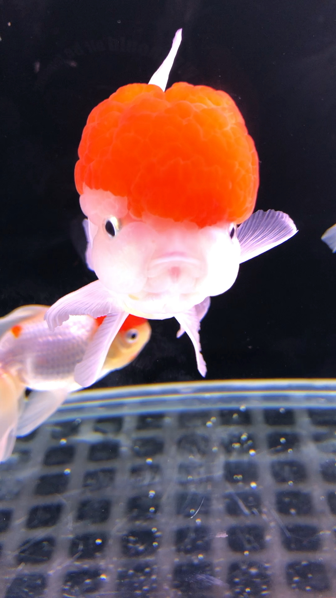 可爱的小鱼  脑袋真好看