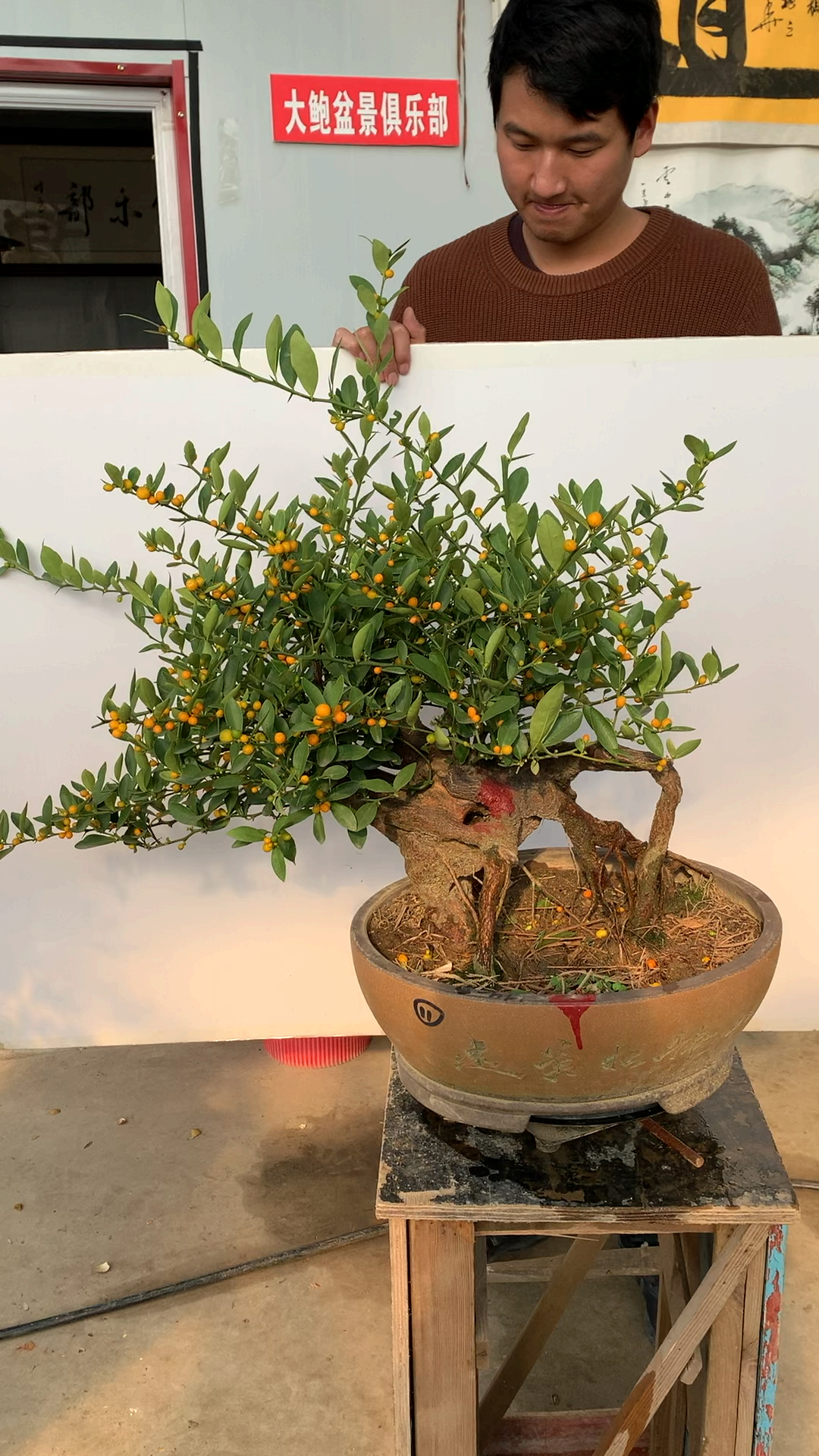 金豆盆景 四季常青 果期长达半年