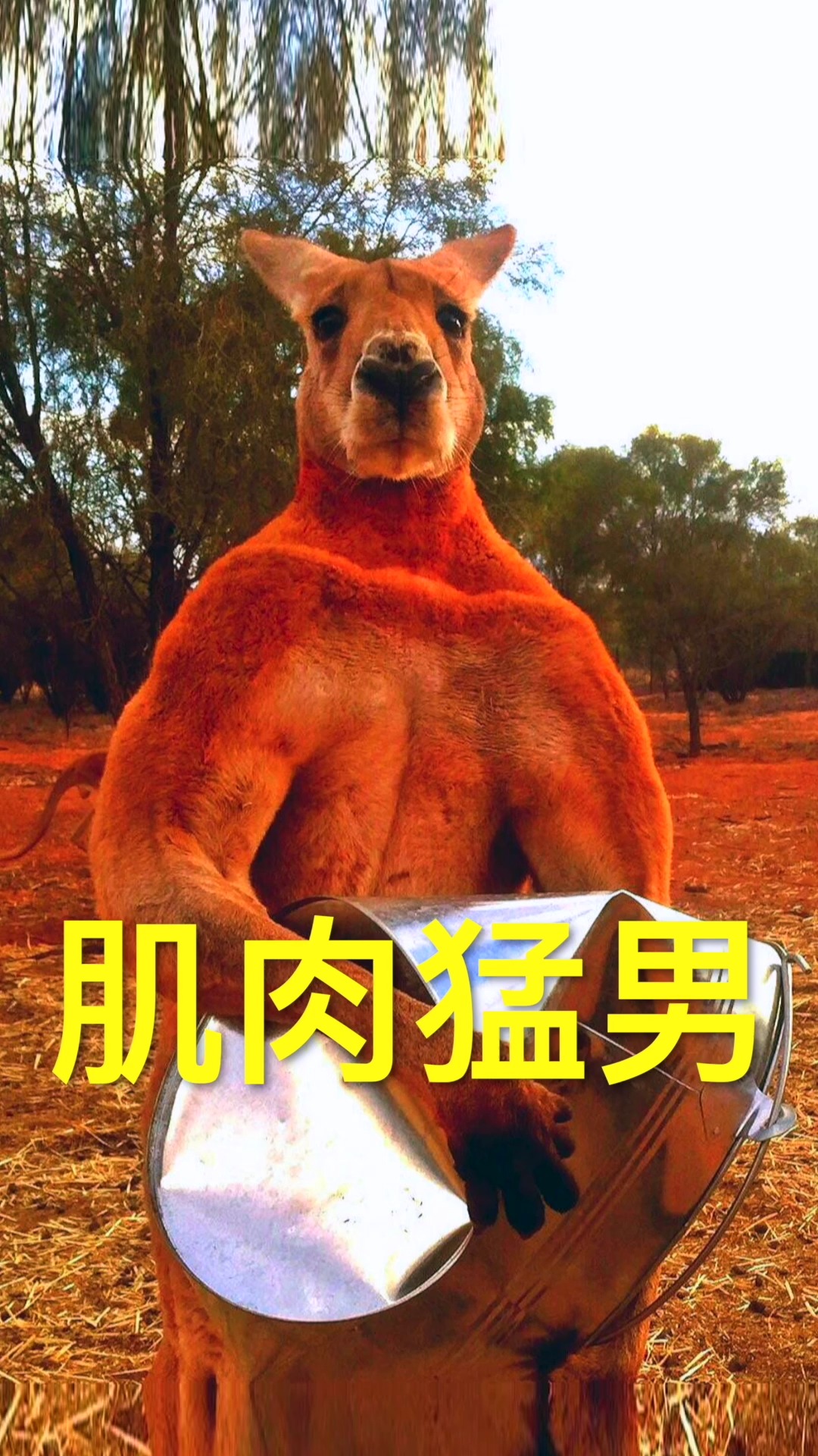 神奇动物在这里#为什么袋鼠肌肉如此发达?它睾酮分泌量非常高.