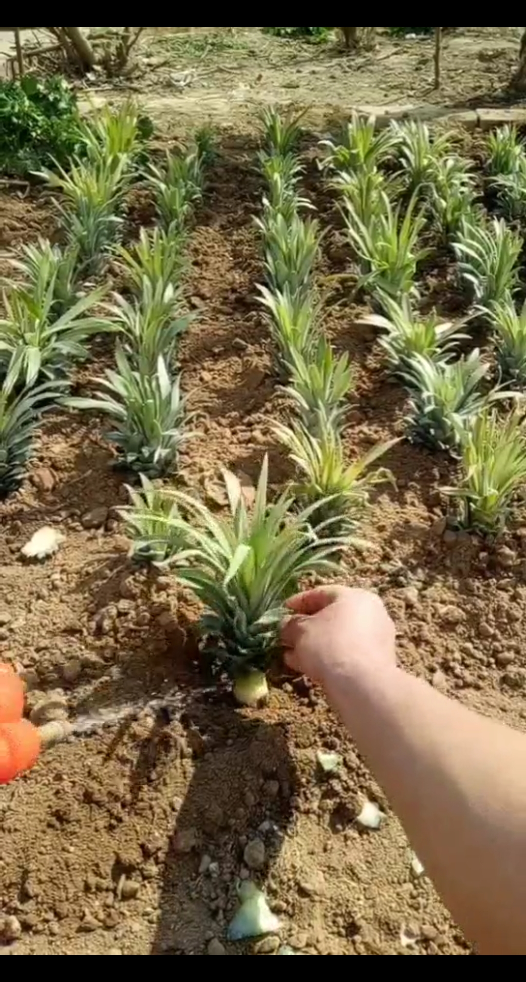 劳动最光荣#菠萝繁殖技巧5