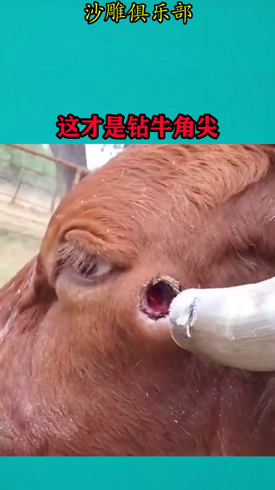 我家萌宠成精了#这才是真正的钻牛角尖