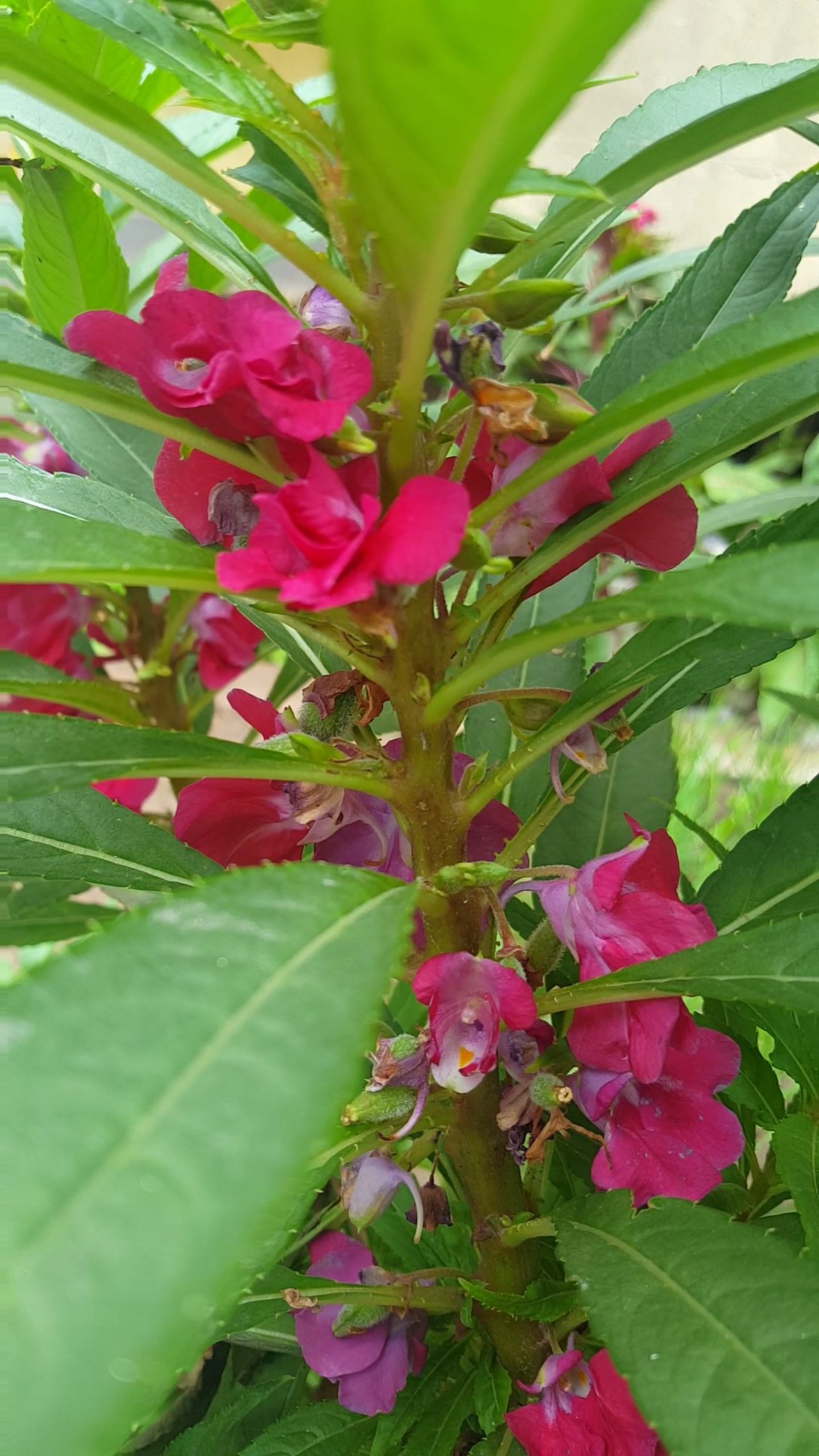 处暑#漂亮的指甲草花    真美