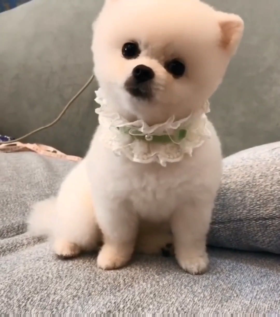 娱乐#可爱的歪头杀!博美小九这波歪头杀太萌,心都化了!