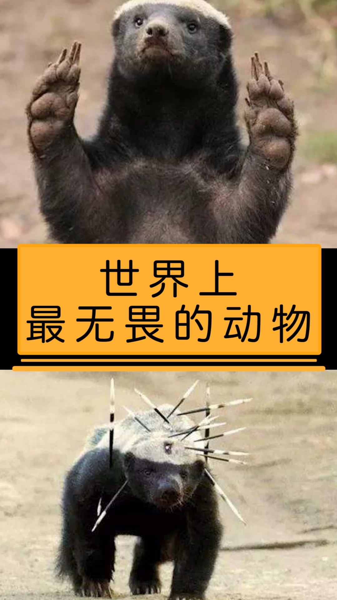 无畏代表什么动物