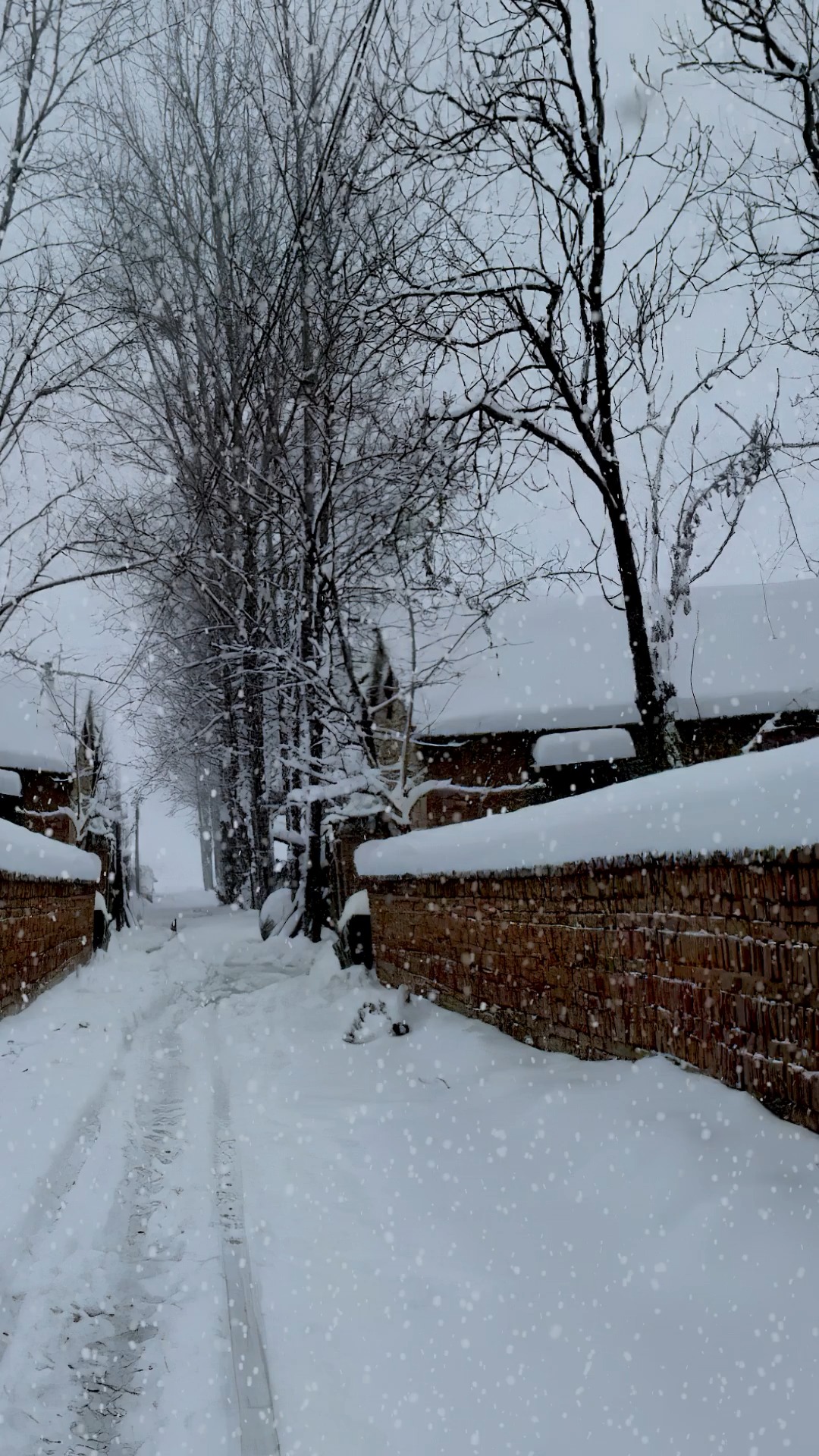 家乡的雪景#那时候只要下雪就感觉快过年了,就可以穿新衣服,有几壳