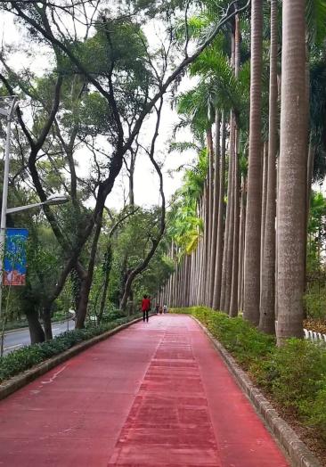 旅游进行时#深圳市南山区华侨城的自行车道,红色抢眼,很漂亮!
