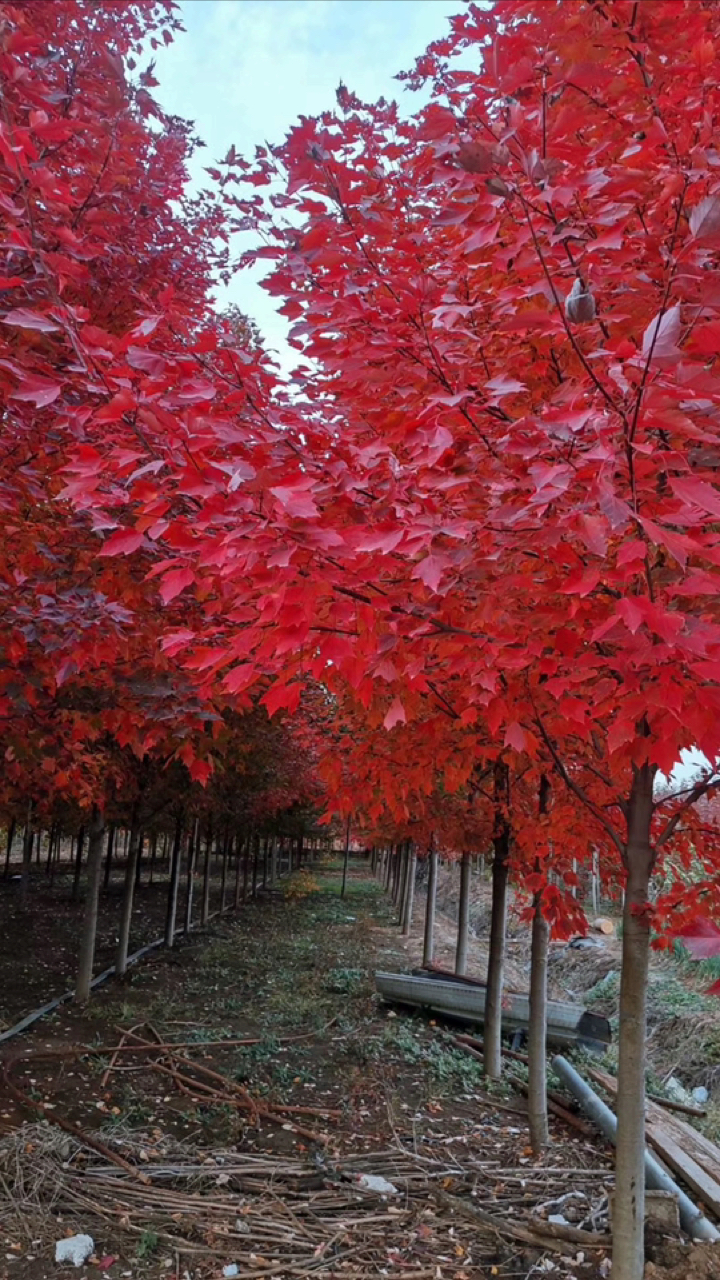 紅冠紅楓