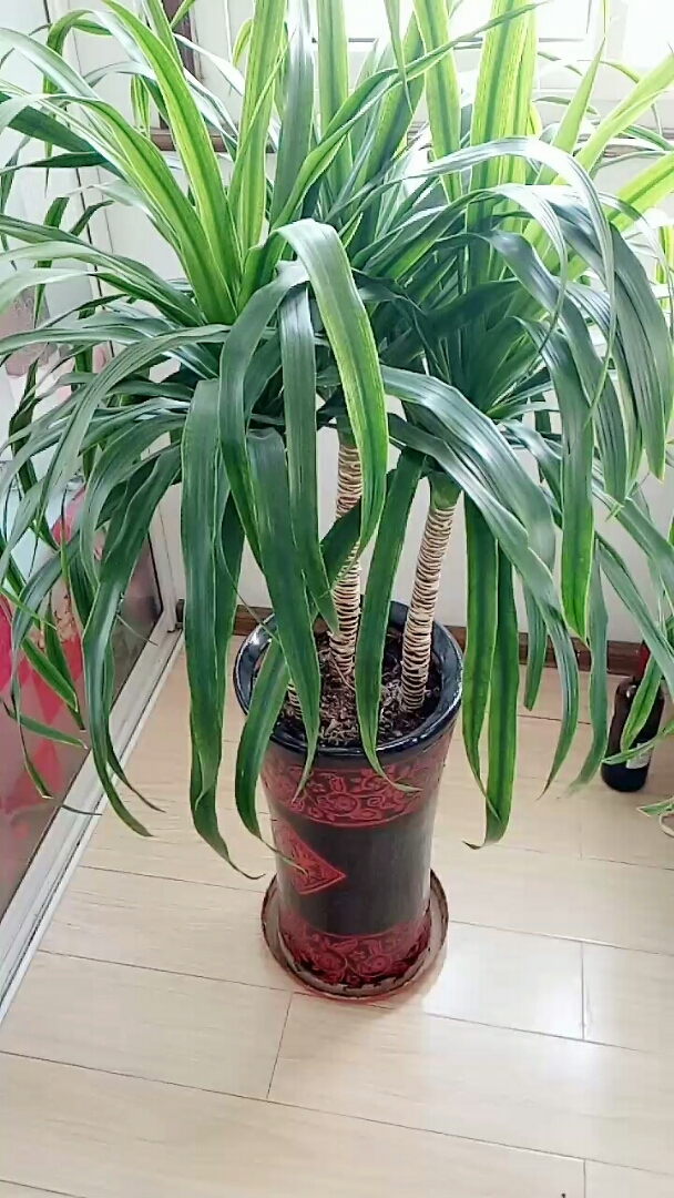 我和秋天撞个满怀#养了三年长花龙血树