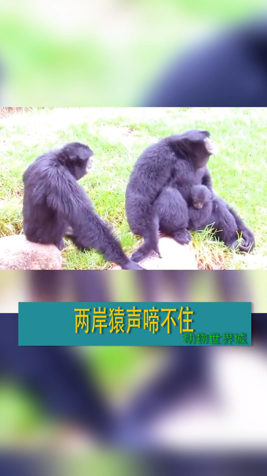 两岸猿声啼不住,发出叫声代表什么意思?