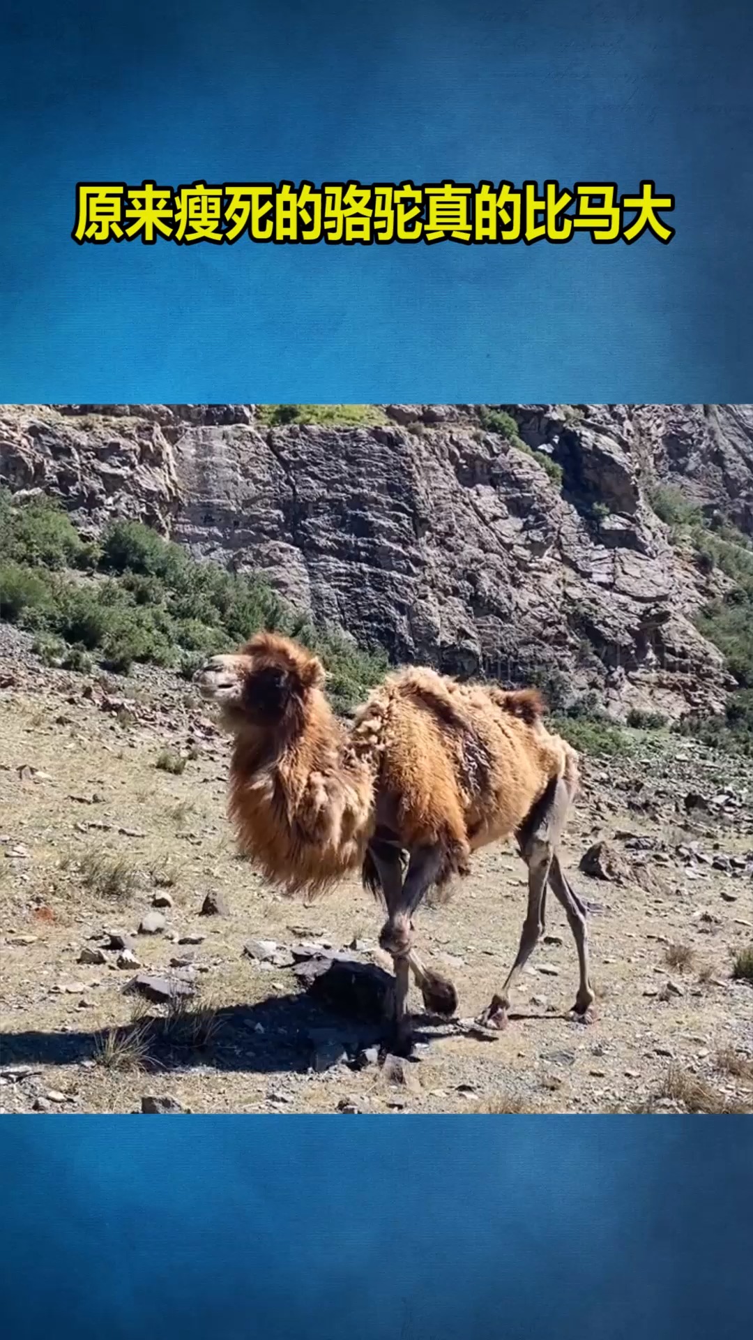 我要上热门#原来瘦死的骆驼真的比马大