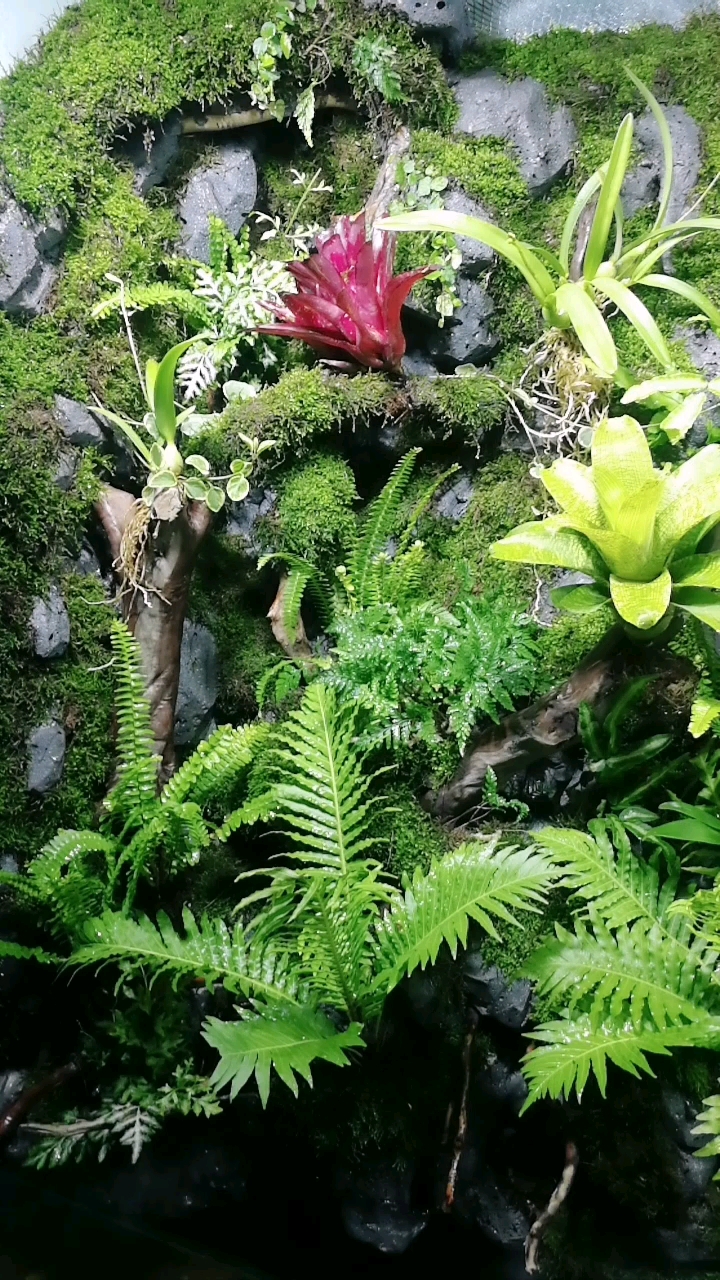 热带雨林植物特征图片