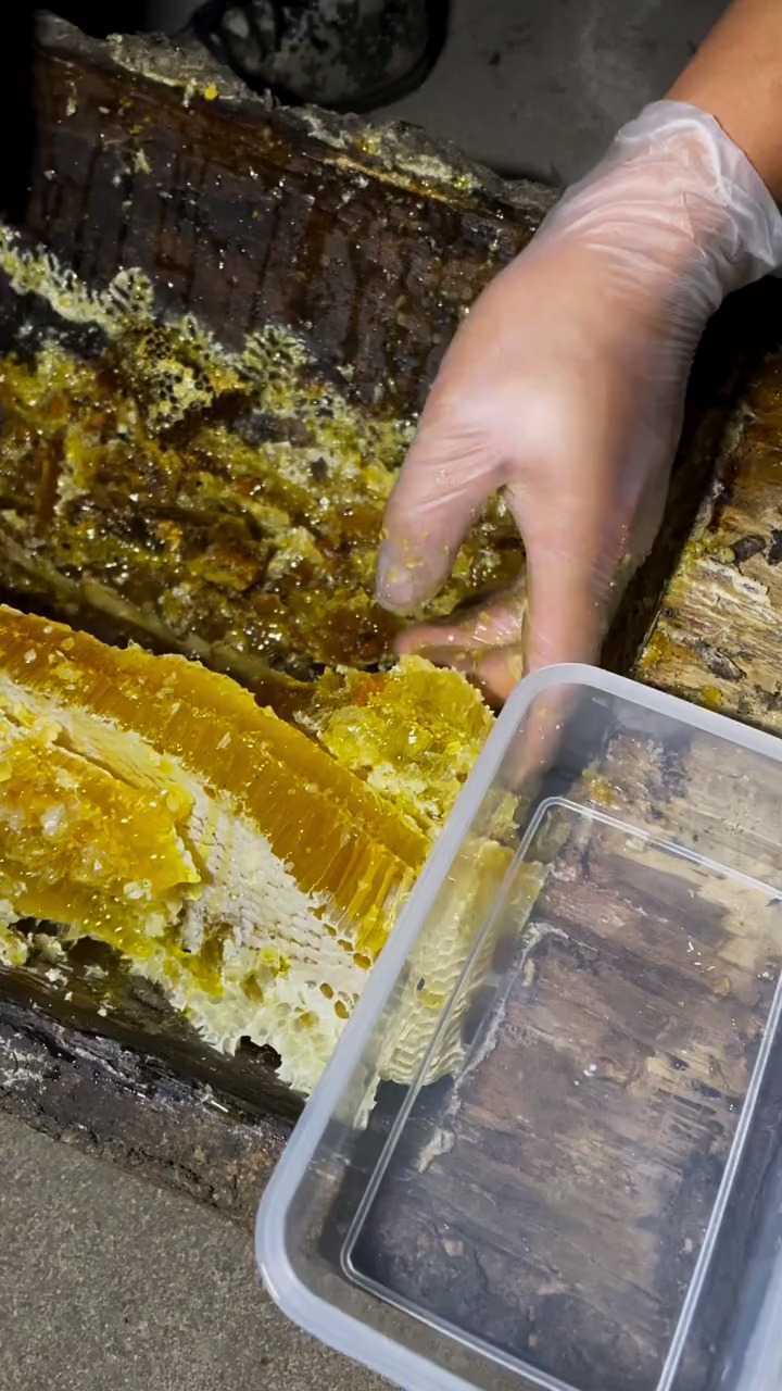 蜂蜜一年一取野生土蜂巢蜜你没吃过吧