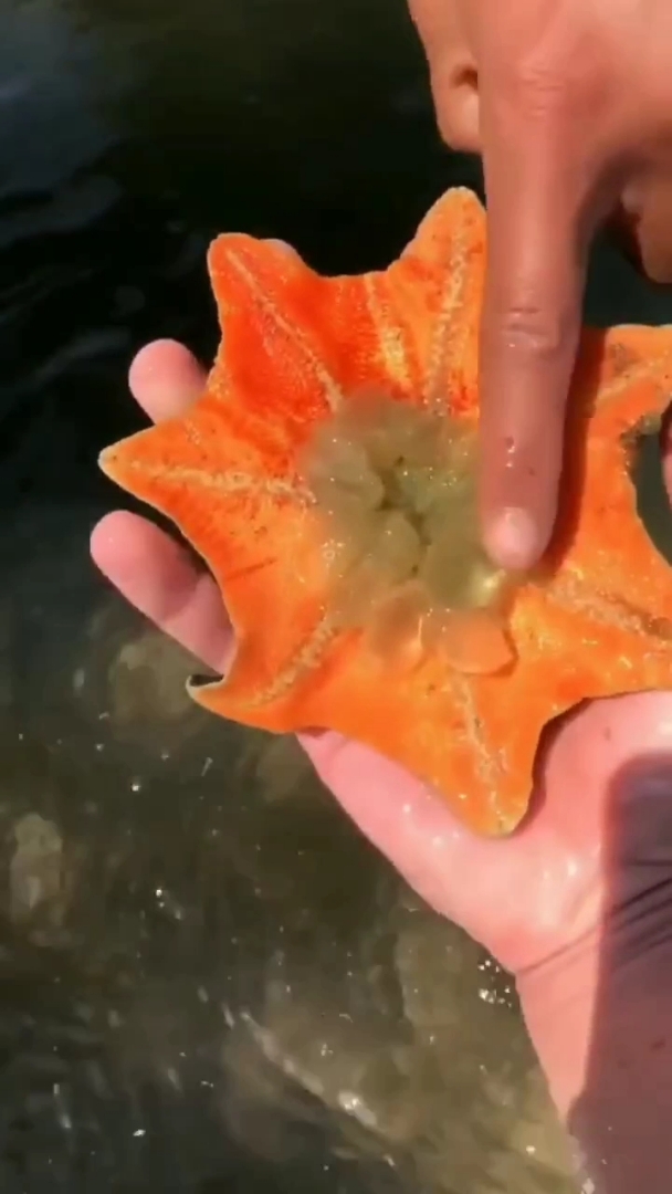 你们见过七角海星吗?