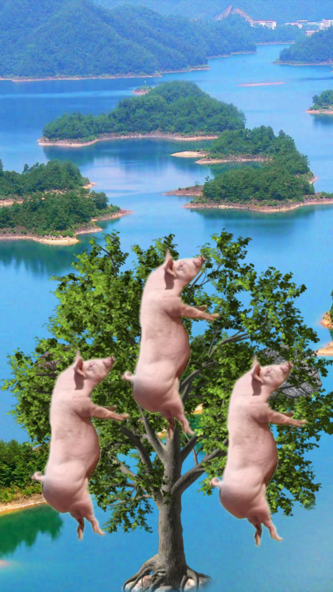 猪上树照片真实图片