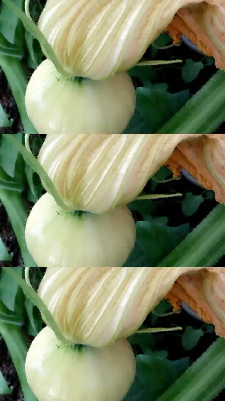 抗暑大作战#南瓜小时候