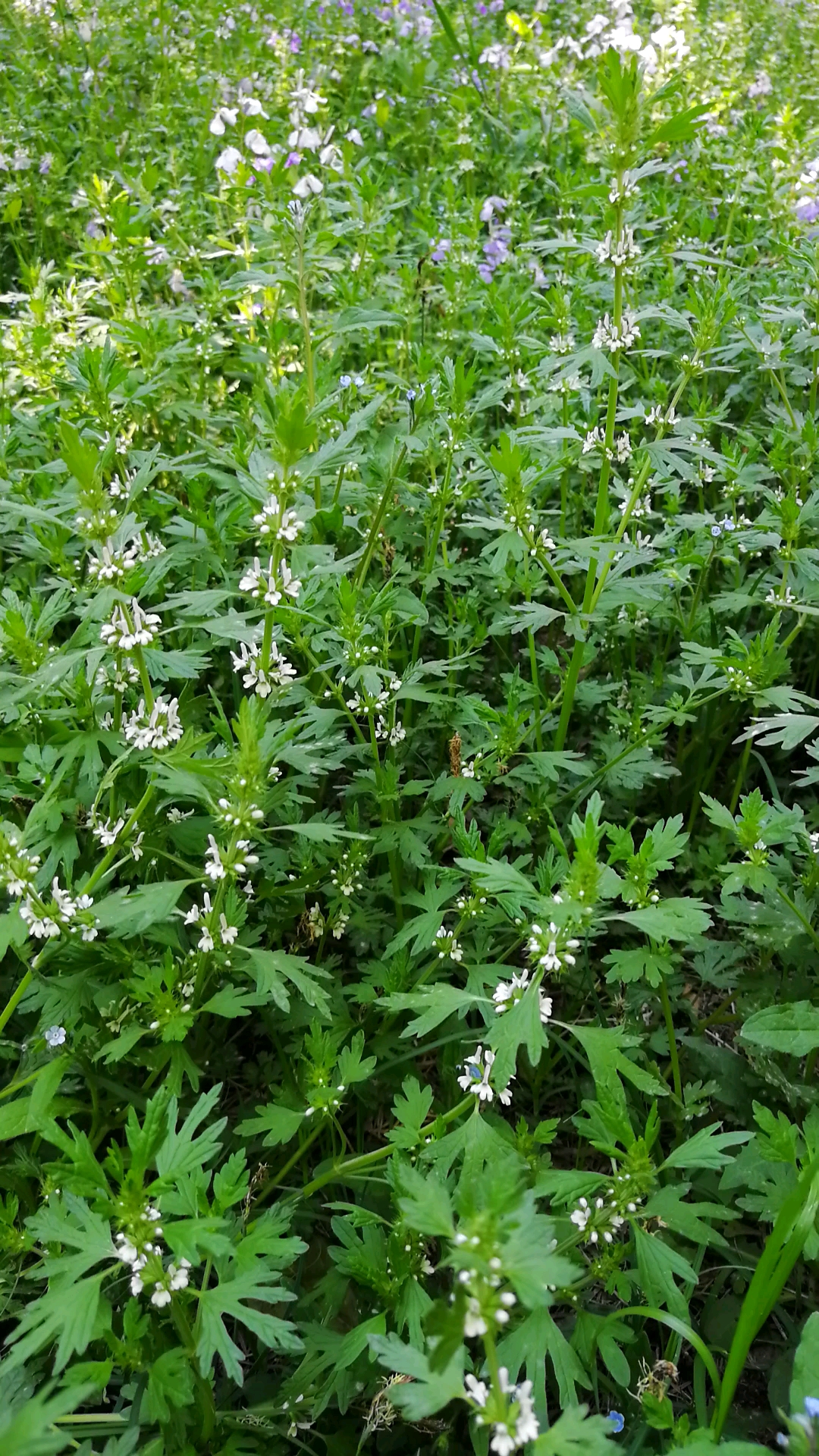 噢!原来益母草长这样.