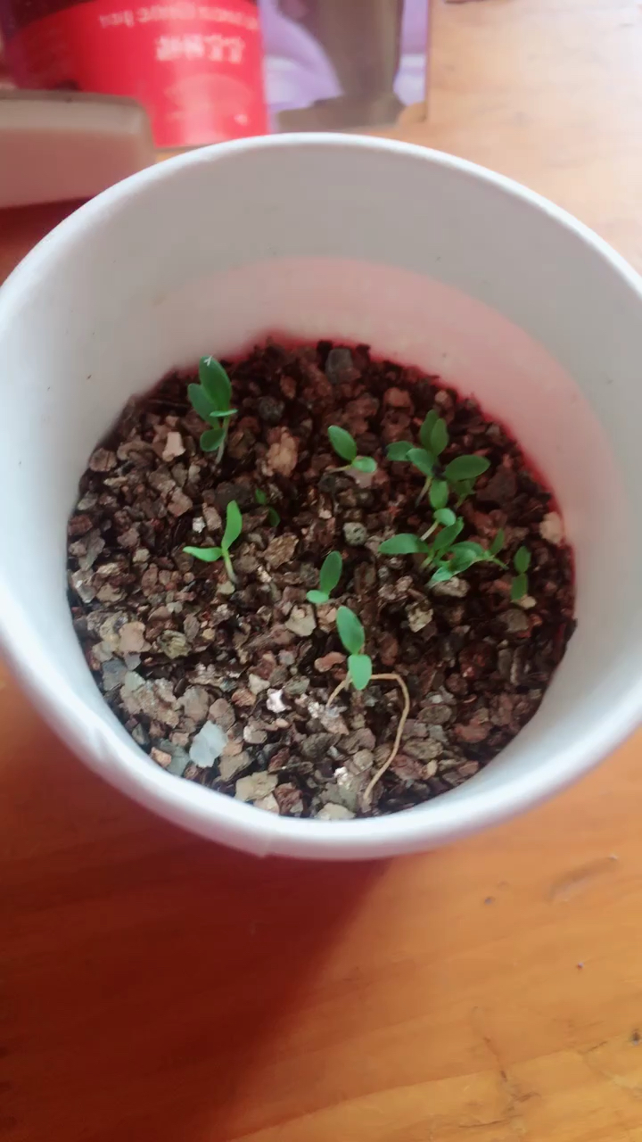 等了一个星期的康乃馨终于发芽了,等待花期的到来.