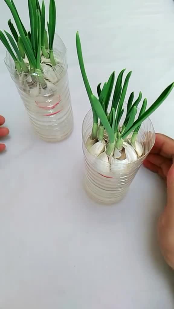 塑料瓶培养的蒜苗真的挺不错!