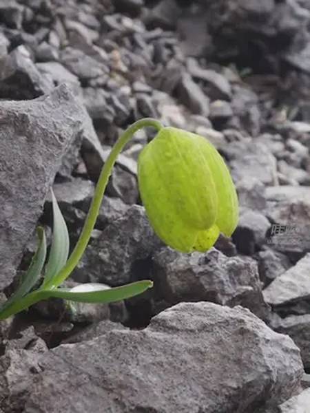 最新研究表明中药川贝的重要来源梭砂贝母因难忍长期遭采挖开始选择