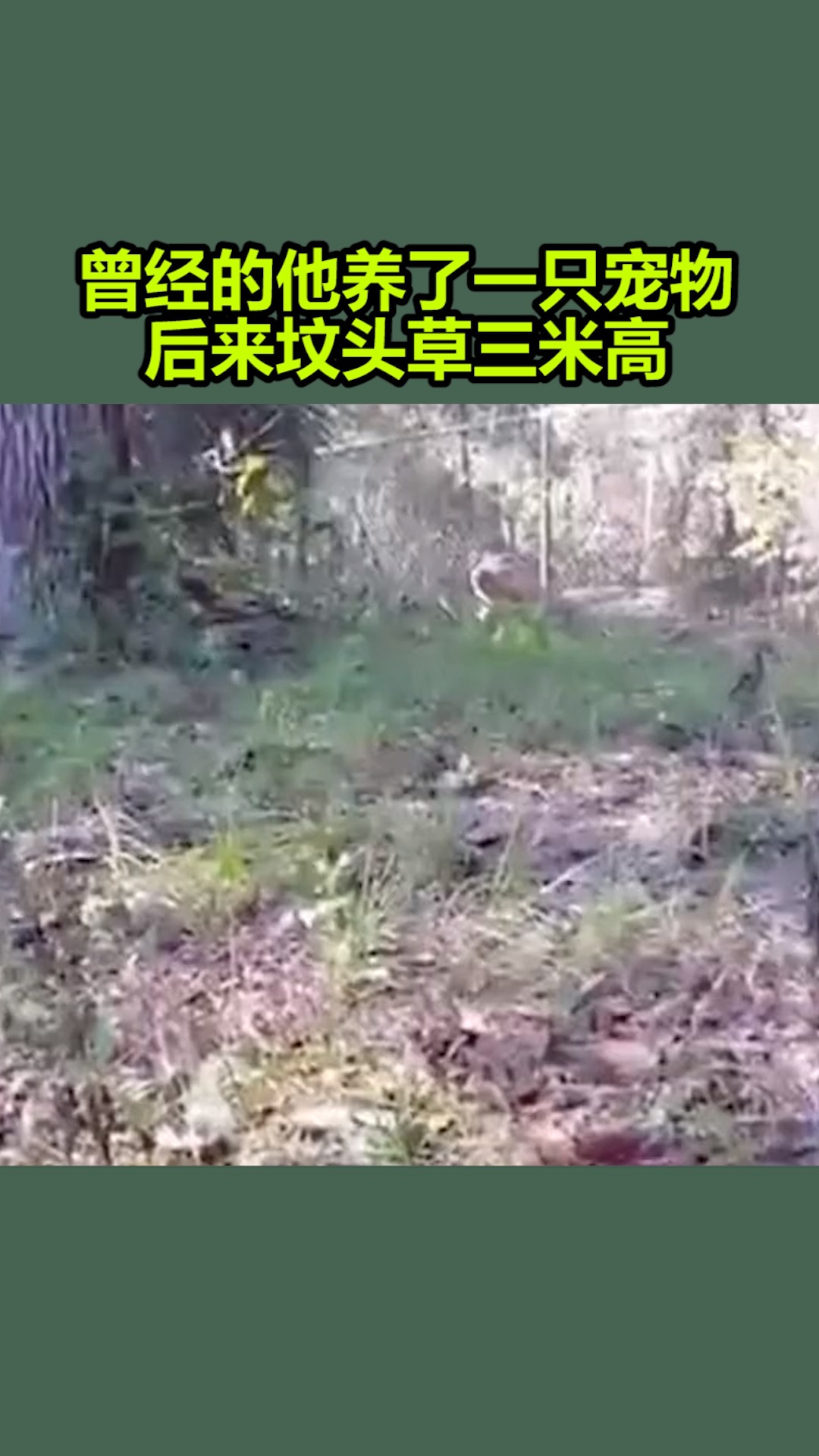 搞笑段子剧#曾经的他养了一只宠物后来坟头草三米高