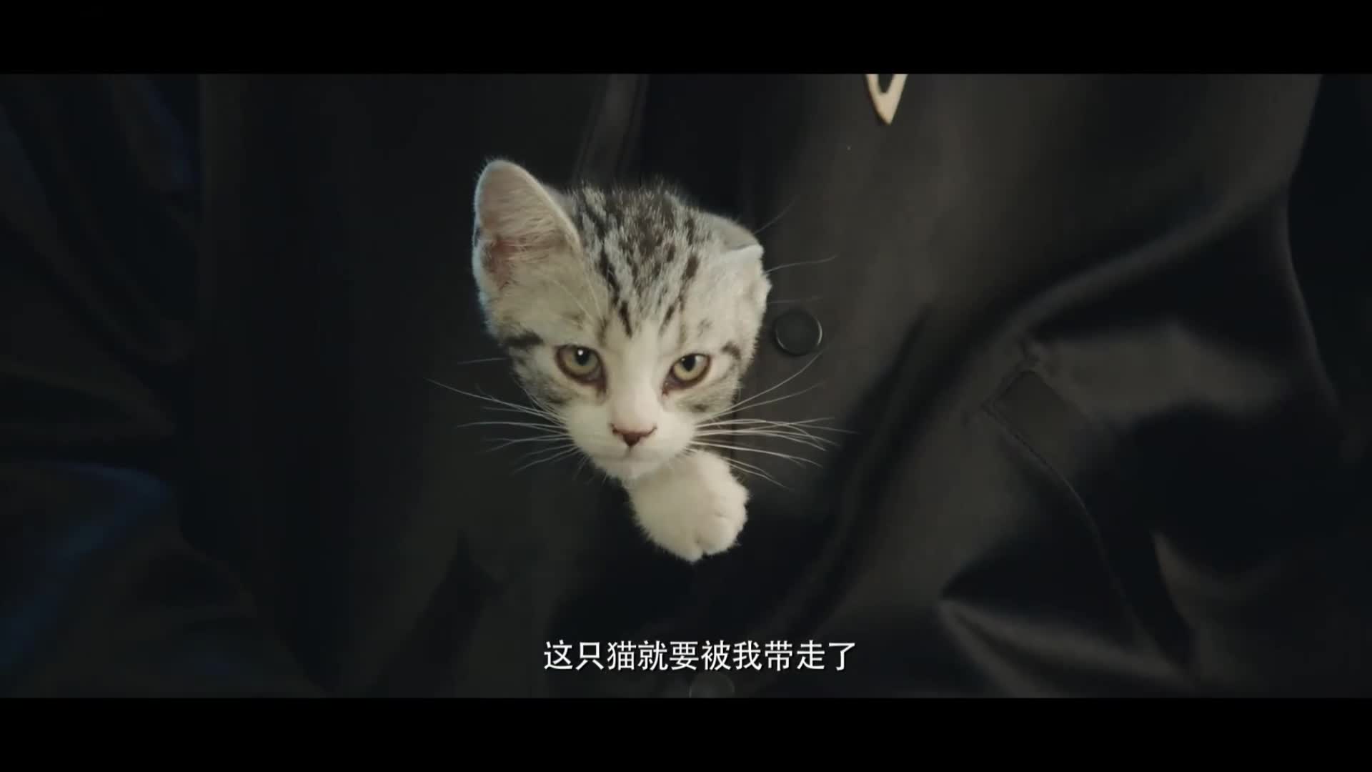 你微笑时很美陆思诚套路太深用猫威胁童谣告白童谣踮脚献吻