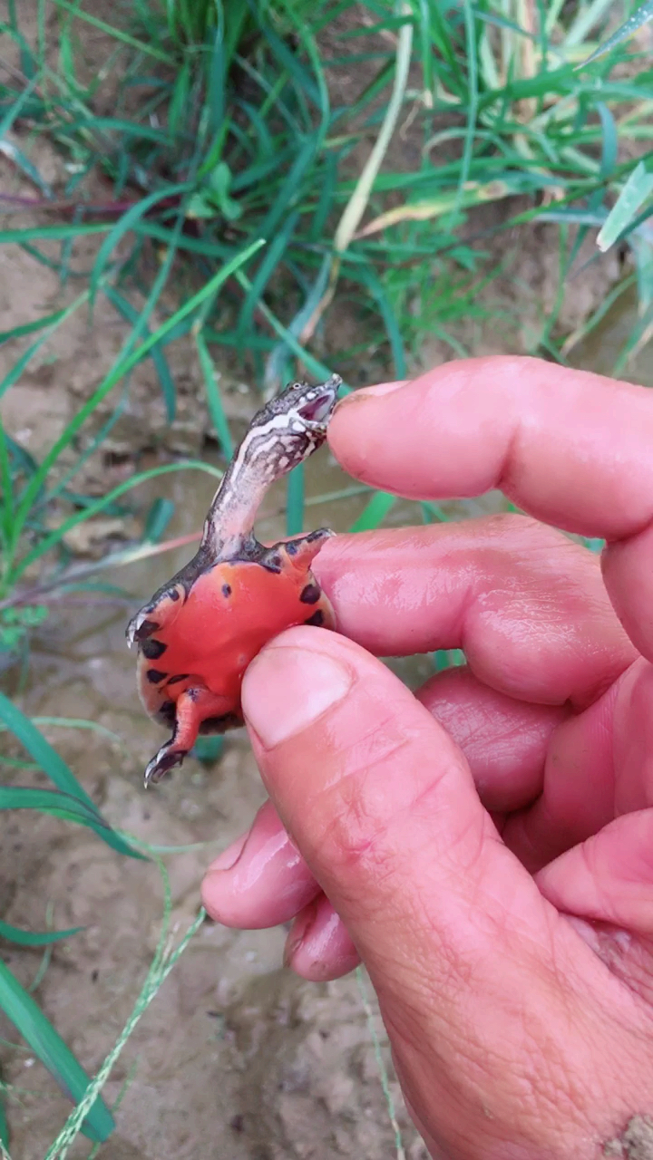 夏天就要这么过#这么小的小甲鱼,开始会咬人就说明它可以进食了-缎