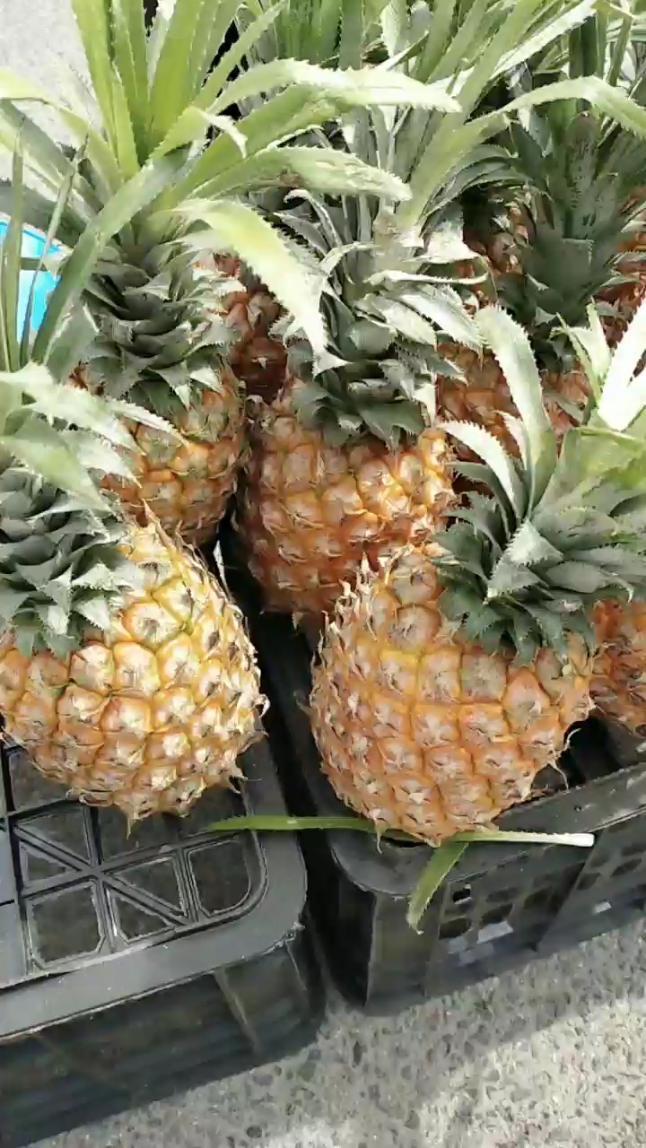 海南香菠萝,口感好!味道甜!好吃看得见!