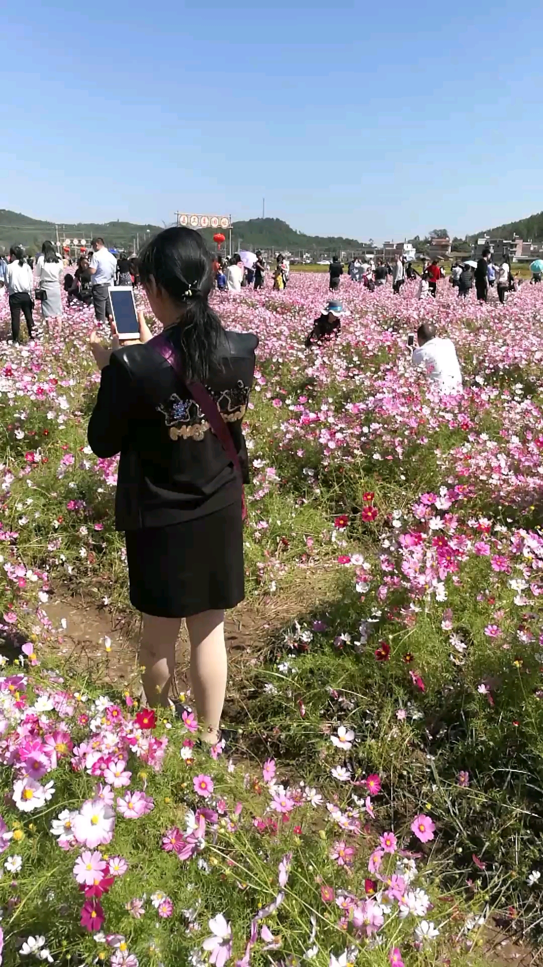 河源大湖寨花海图片