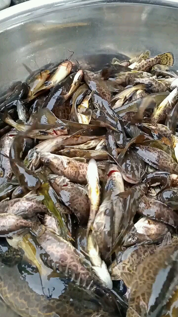 没有艺就会搞鱼