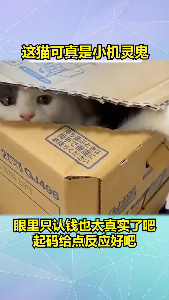 这猫可真是个小机灵鬼,眼里只认钱也太真实了吧,拿它一点办法都没有