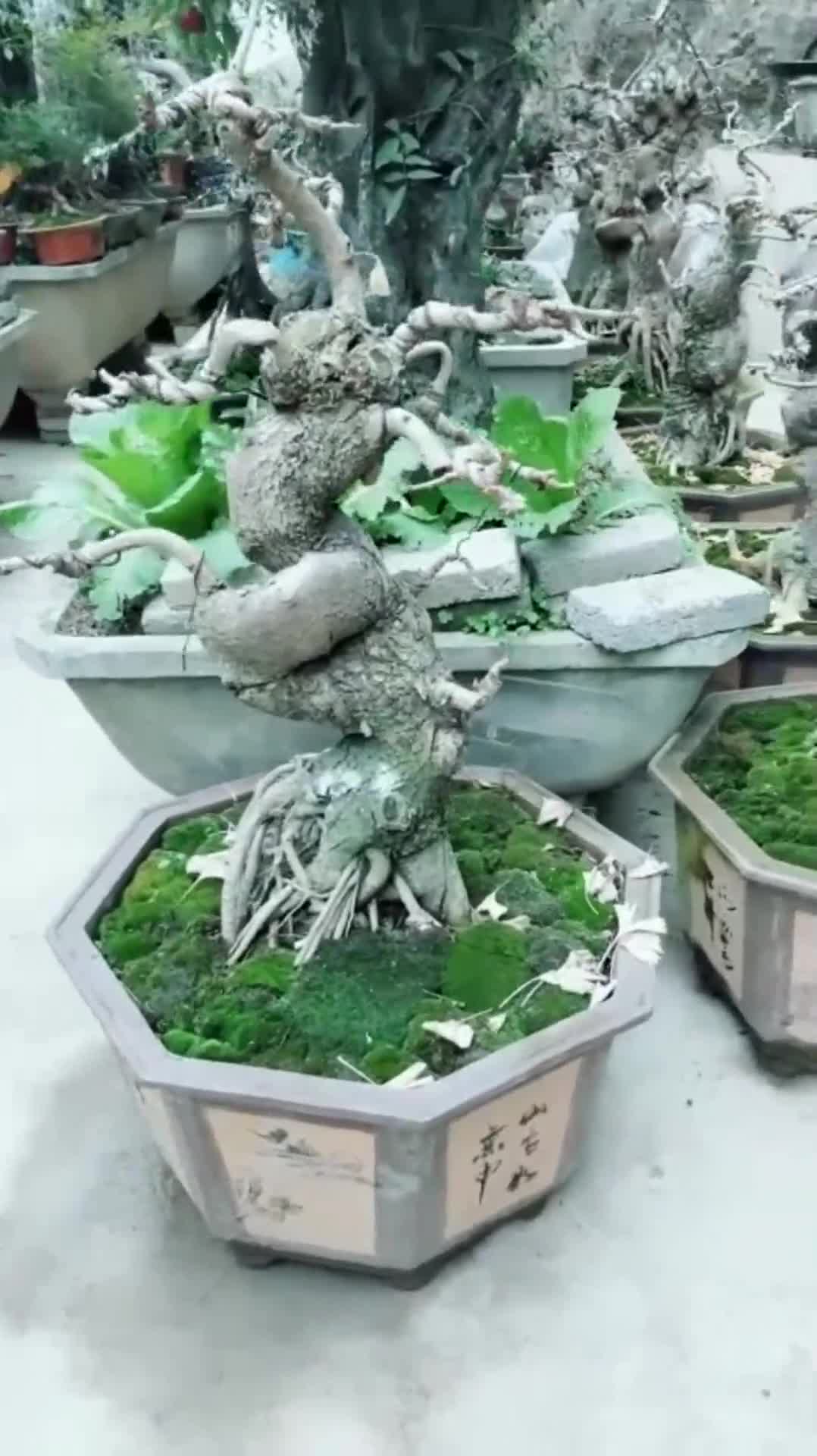 落叶后的银杏树矮桩看着依然霸气真羡慕朋友家的盆景园