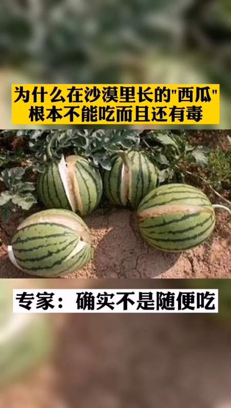 为什么在沙漠里长的西瓜,根本不能吃而且还有毒,专家:你看看这是啥