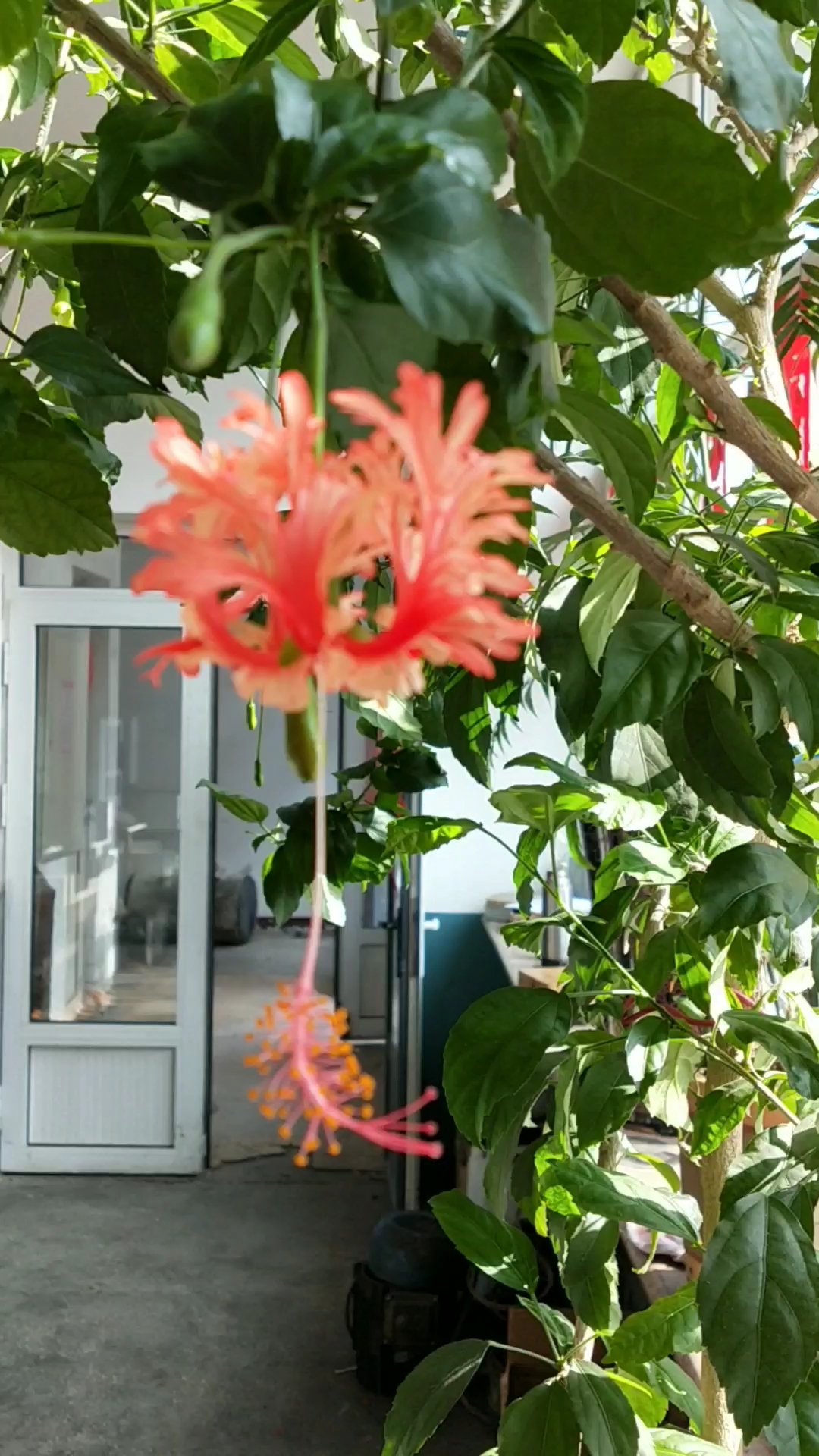 吊灯扶桑!漂亮!