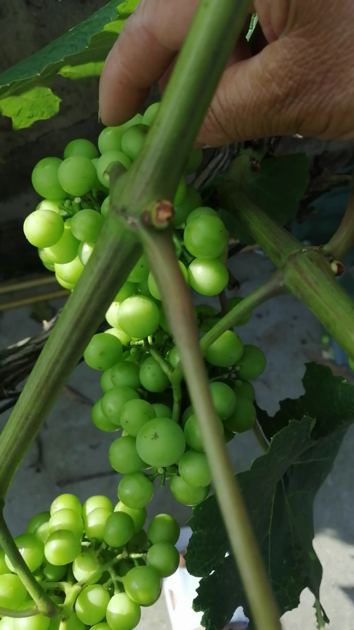 葡萄疏果,你看过没