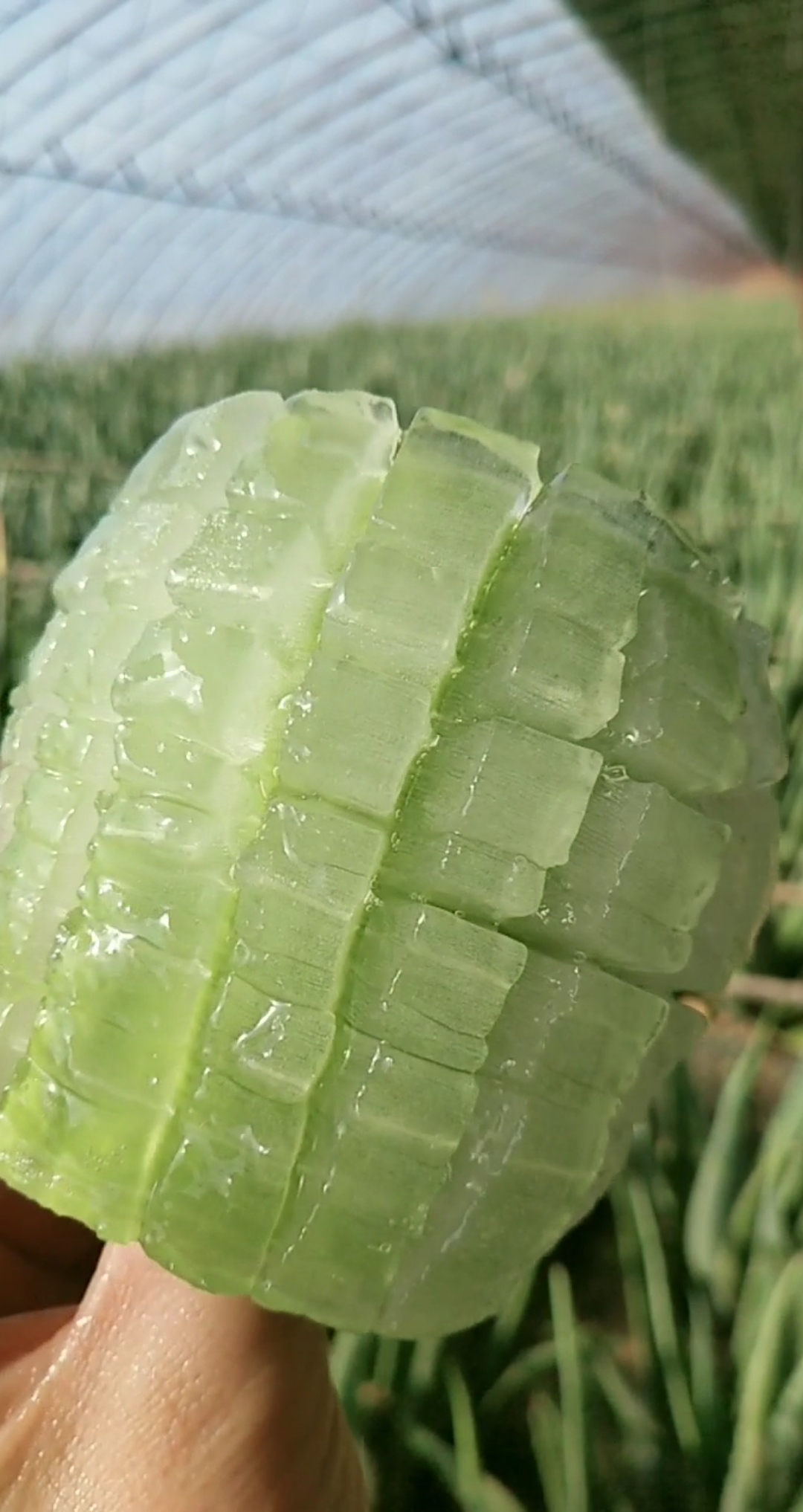 芦荟大果肉#一块轻轻松松清理肠道