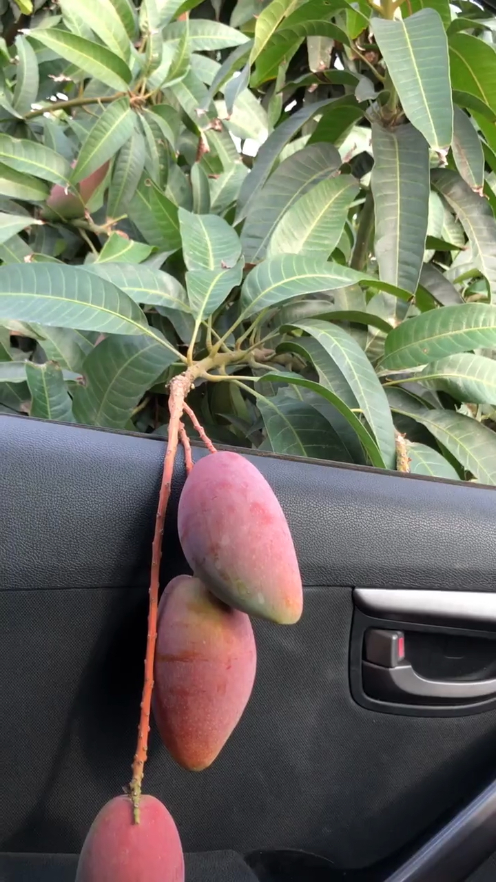 偷水果偷得这么明目张胆