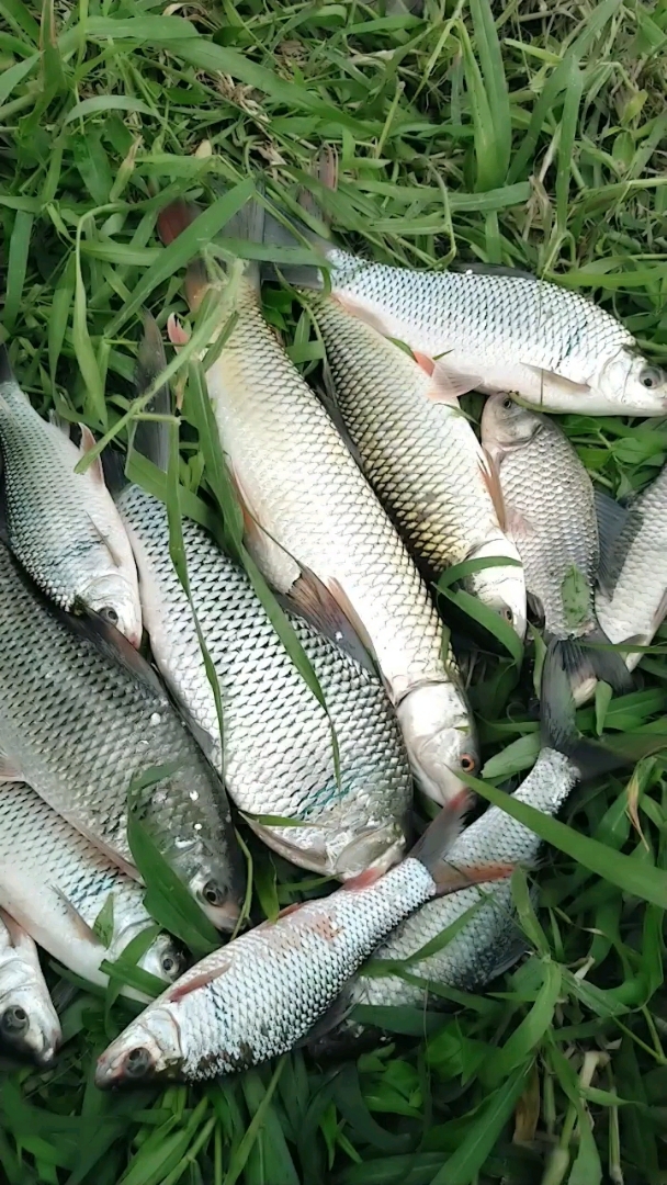 广东特有红眼鱼,爆护的节奏走起!