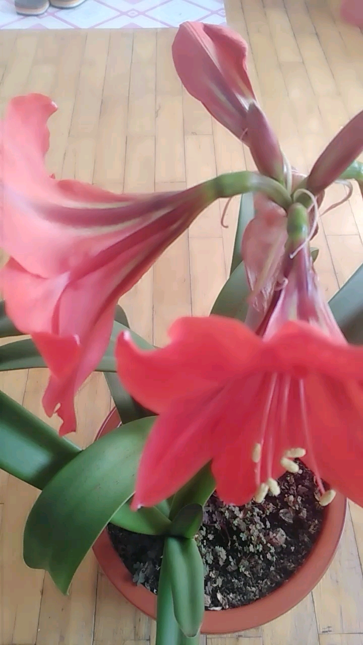 我家的对子莲竟然能开了6朵花.