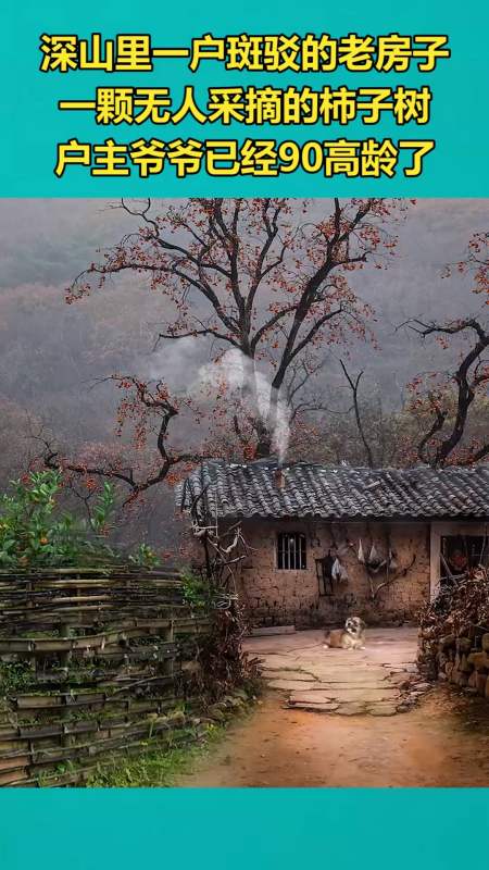 我要上热门#深山里一户斑驳的老房子,一颗无人采摘的柿子树,户主乙