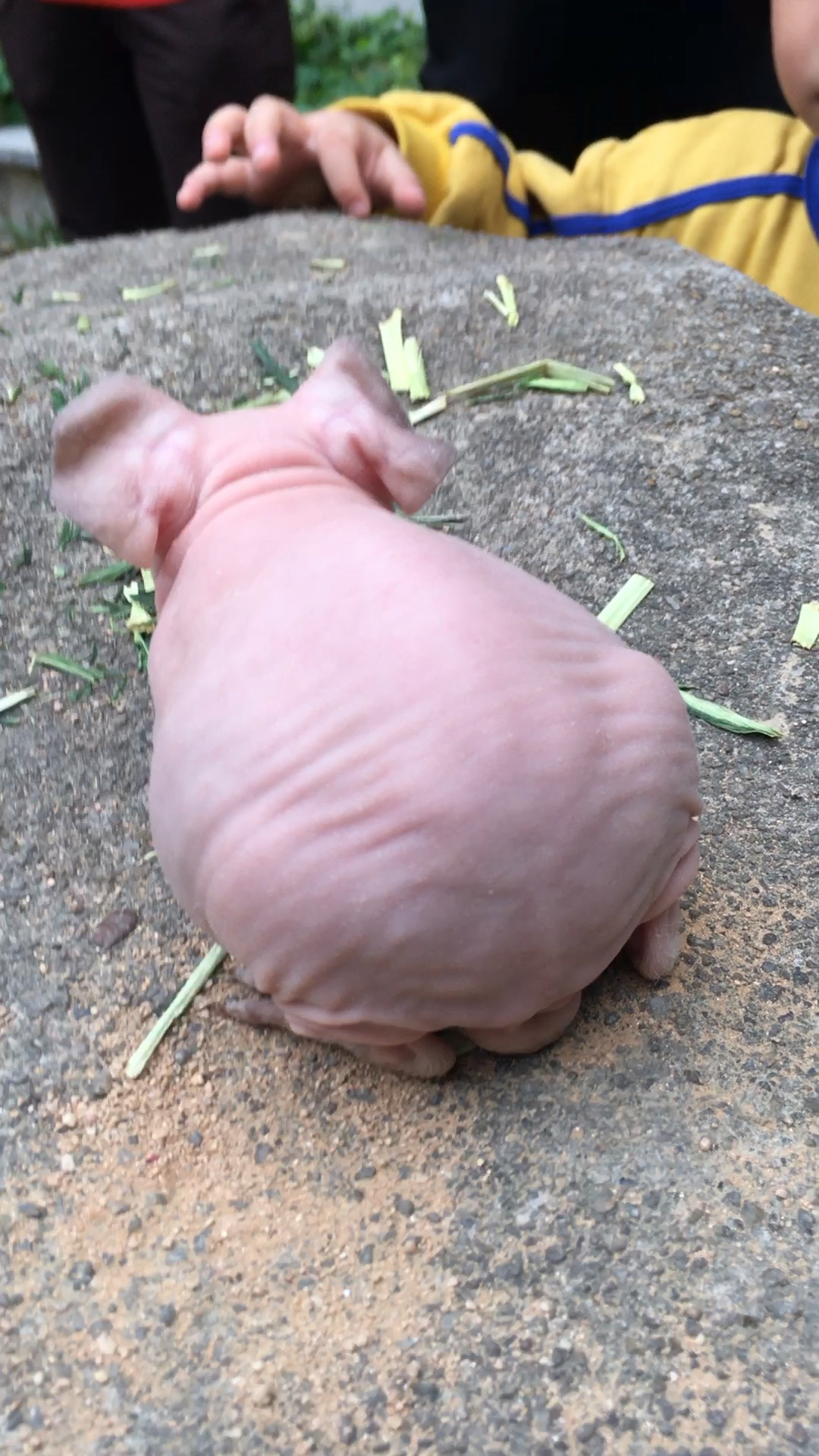 迷你小河马打耳朵