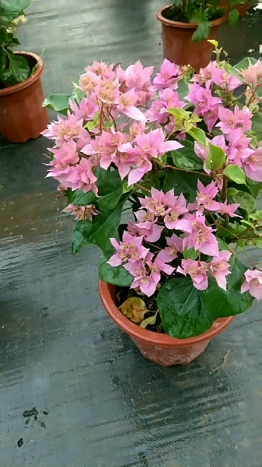 漂亮的粉色重瓣三角梅,开花美美哒