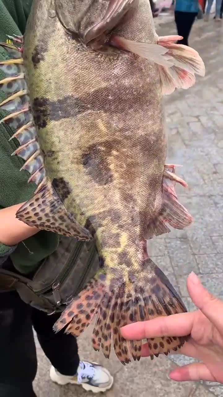 乌苏里江野生鳌花鱼,三花之首.