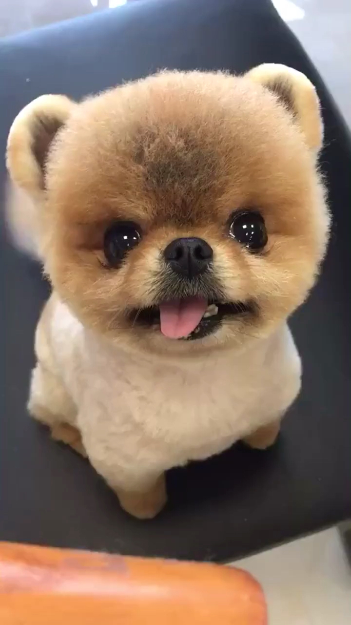 歪着叼的舌头,还头往前面伸伸的还汪汪的轻声叫～萌死了