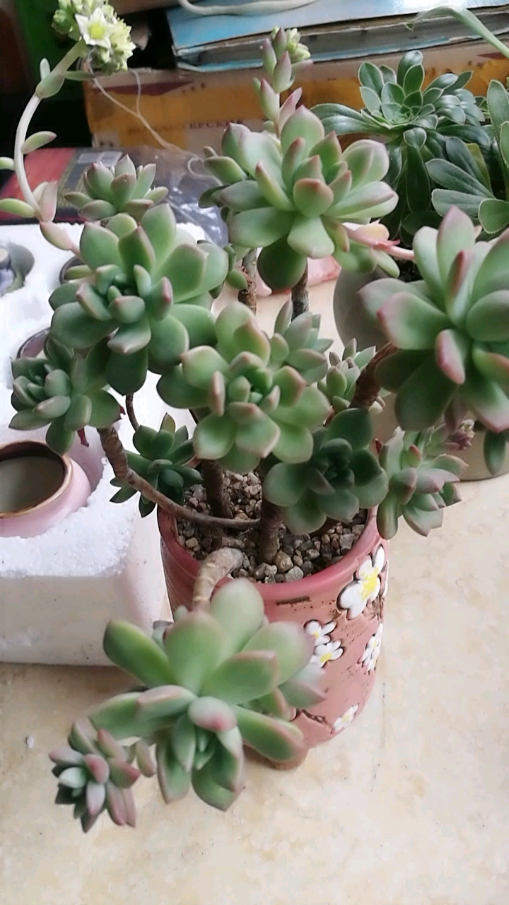 马库斯开花啦