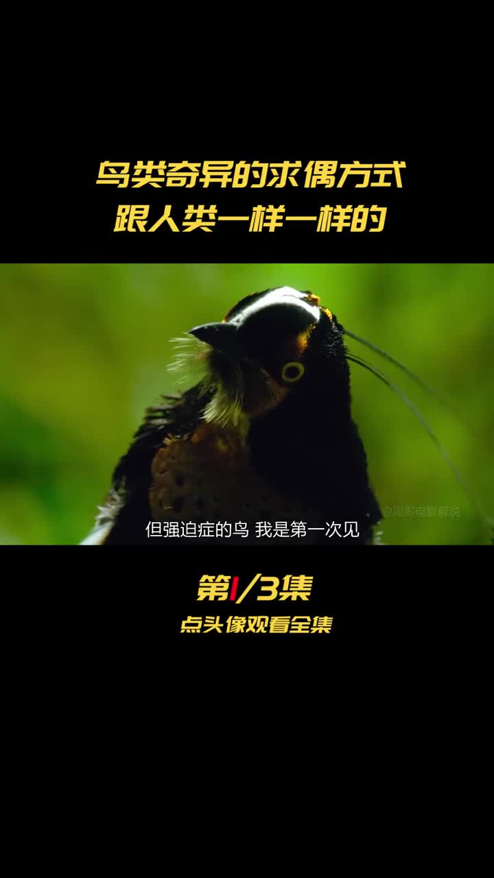 好看电影#强迫症的鸟你见过吗鸟类奇异的相亲方式