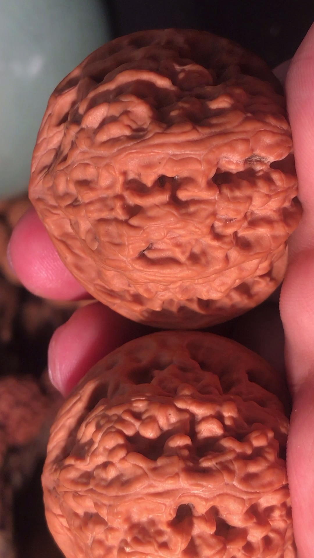 文玩核桃#超级稀有龙脊元宝狮子头