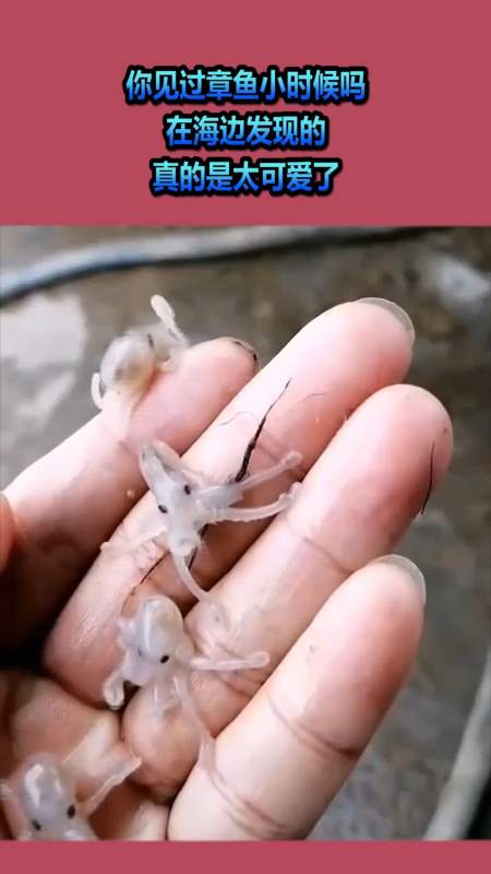 你见过章鱼小时候吗,在海边发现的,真的是太可爱了