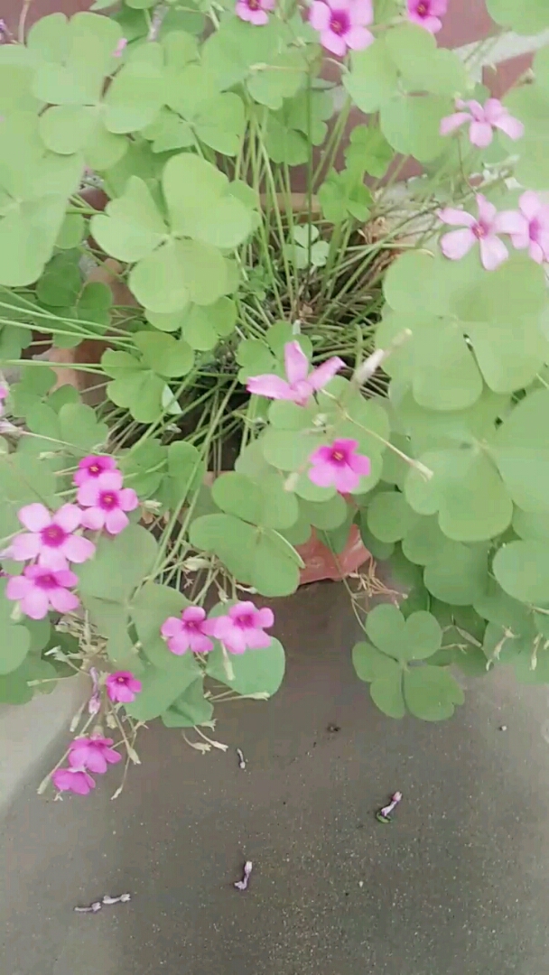 四叶草,开花了,漂亮