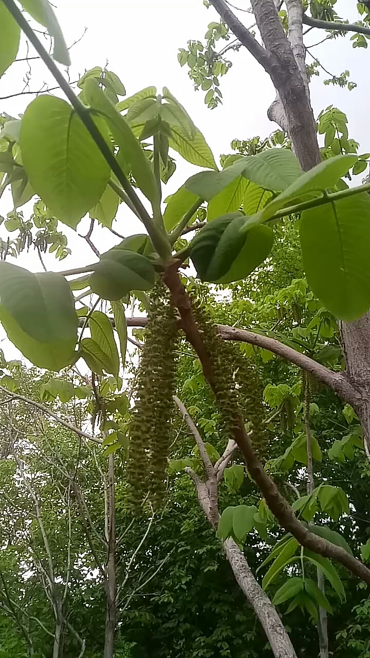 这是什么树?不认识呀!有谁知道.