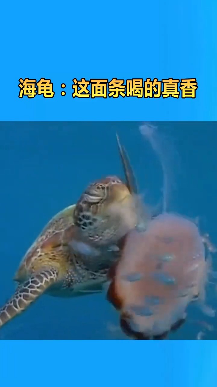 海龟吃水母,就像喝面条一样